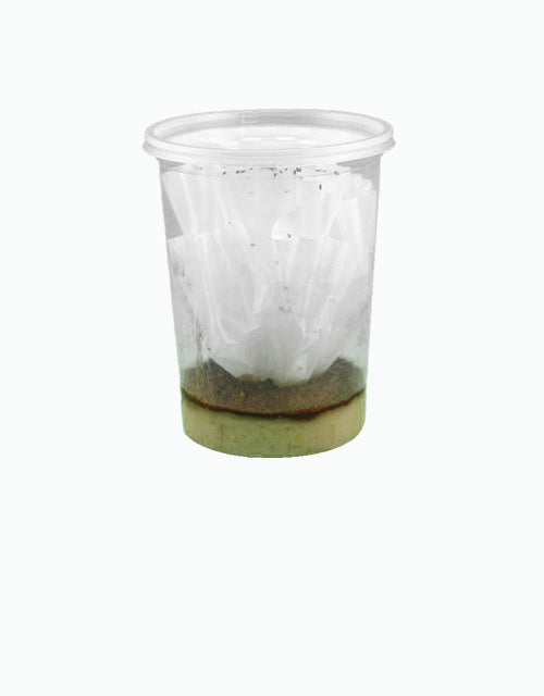 Feeders/Live/Fruit Fly Culture All Reptiles
