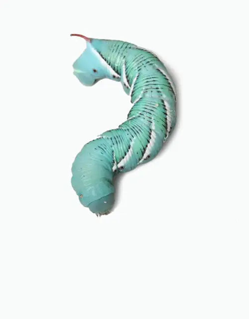 Feeders-Live-Horn-Worms All Reptiles