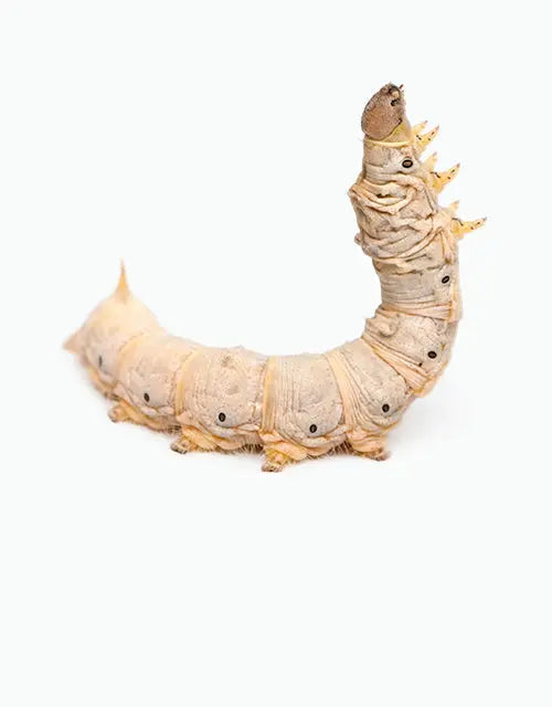 Feeders-Live-Silk-Worms All Reptiles
