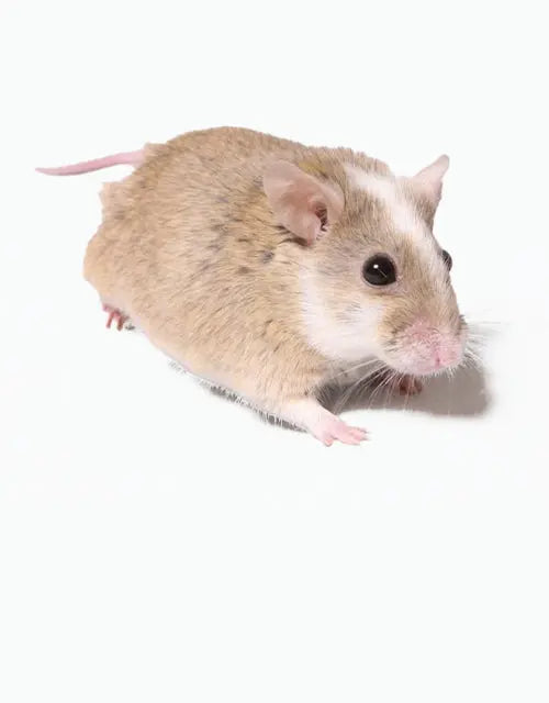 Feeders/Frozen/African Soft Fur Rats - All Reptiles