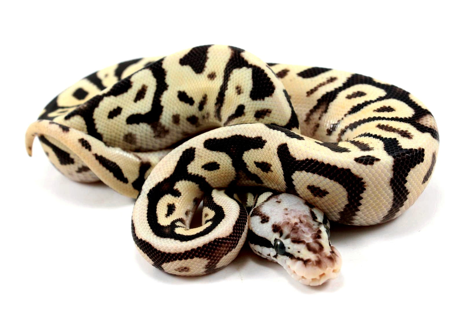 Reptiles/Snakes/Ball Pythons
