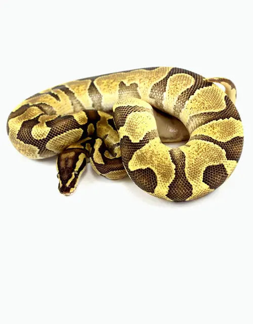 Reptiles-Snakes-Ball-Pythons-Archive All Reptiles