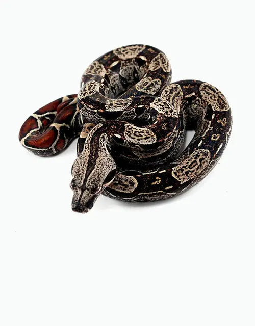 Reptiles-and-Snakes-A-Closer-Look-at-Boas All Reptiles