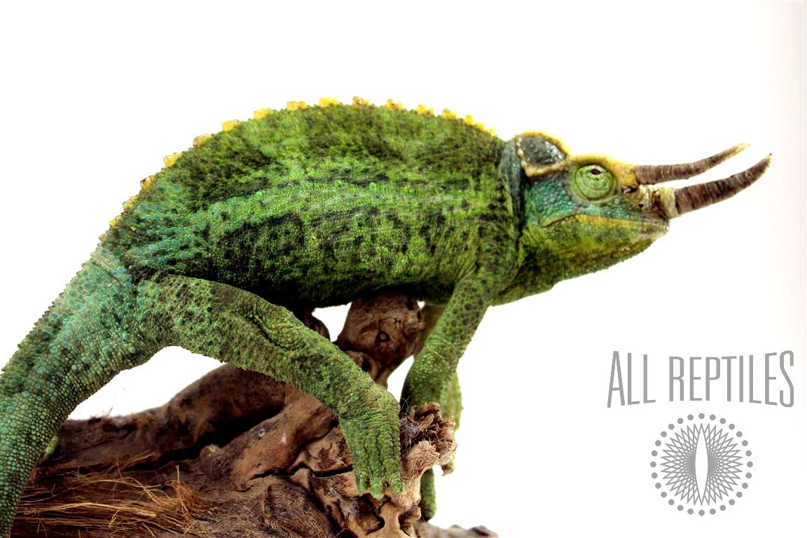 Reptiles/Chameleons