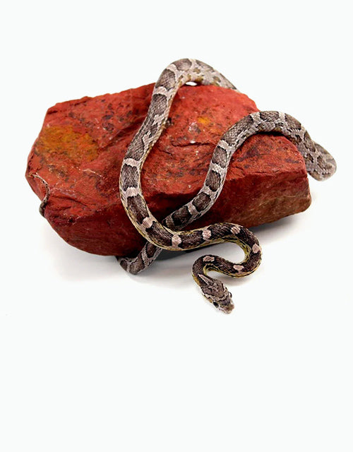 Reptiles/Snakes/Colubrids