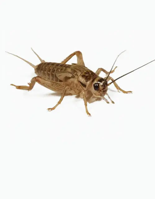 Feeders-Live-Crickets All Reptiles