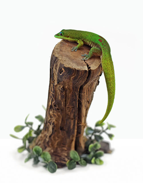 Reptiles/Geckos/Day Geckos