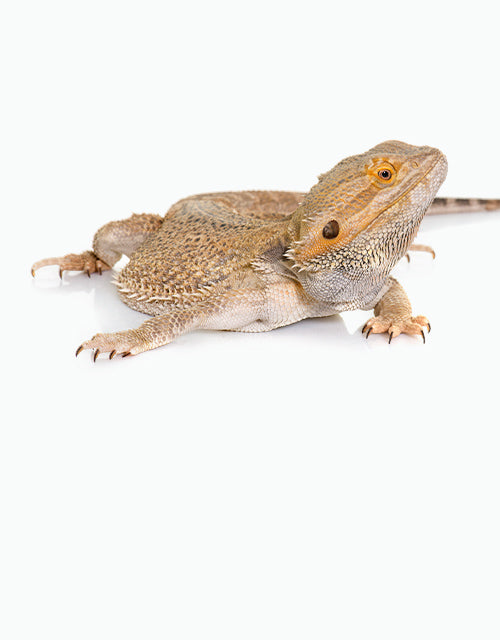 Reptiles/Dragons & Agamids/Dragons