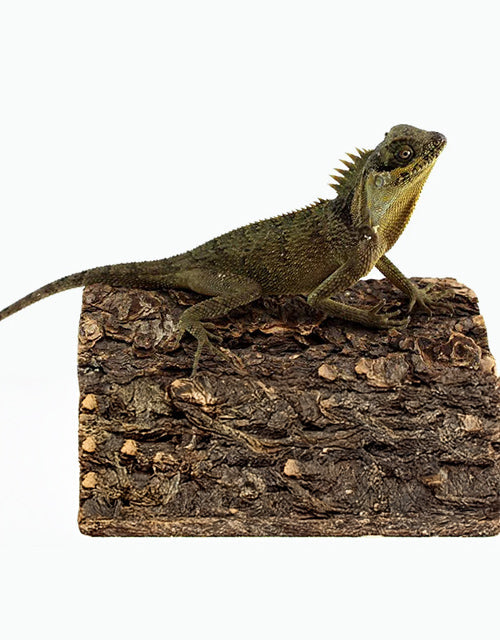 Reptiles/Dragons & Agamids/Other Agamids