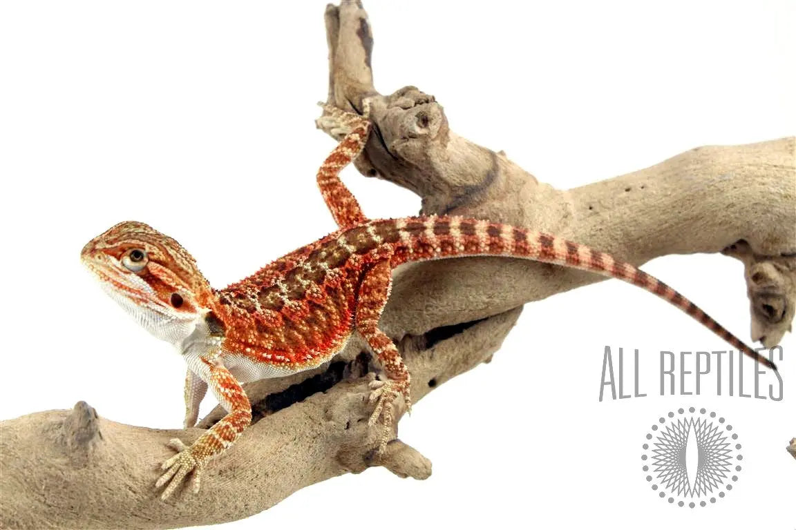 Reptiles-Dragons-Agamids All Reptiles