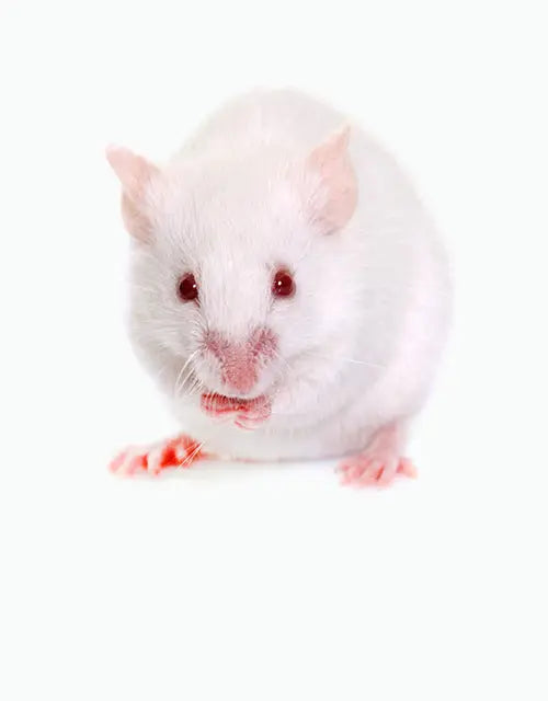 Feeders-Frozen-Mice All Reptiles