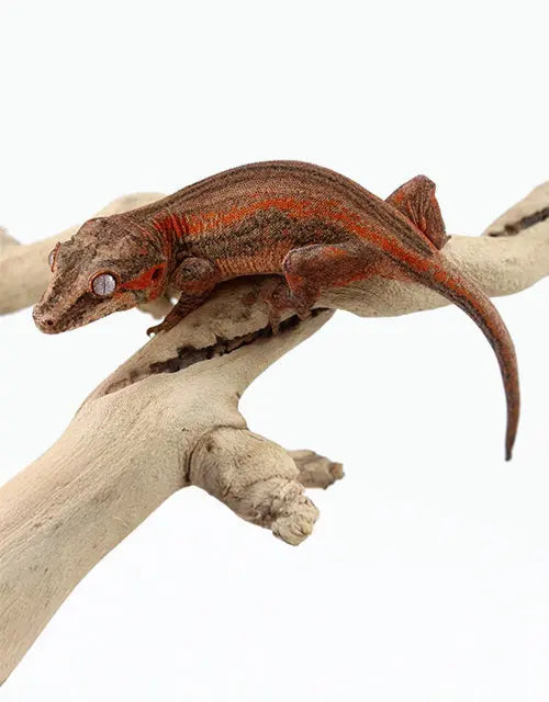 Reptiles-Geckos-Gargoyle-Geckos All Reptiles