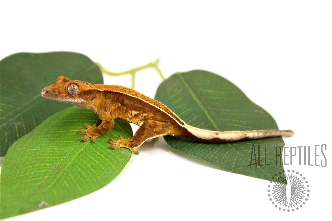Reptiles/Geckos