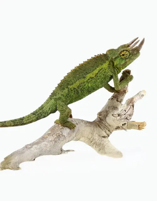 Reptiles-Chameleons-Other-Chameleons-Archive All Reptiles