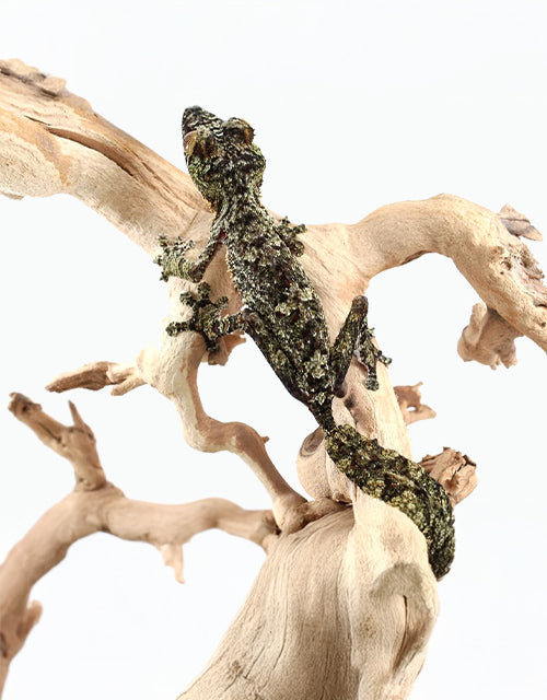 Reptiles/Geckos/Other Geckos
