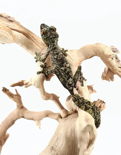 Reptiles-Geckos-Other-Geckos-Archive All Reptiles