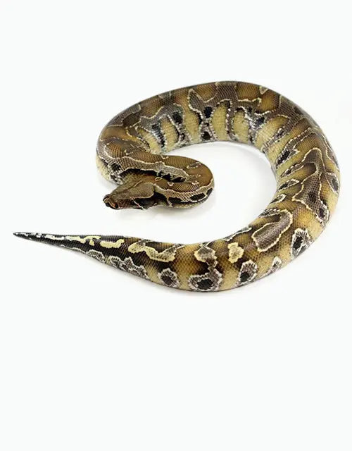 Reptiles-Snakes-Other-Pythons-Archive All Reptiles