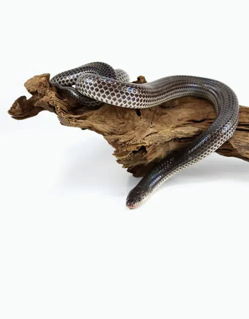 Reptiles-Snakes-Other-Snakes-Archive All Reptiles