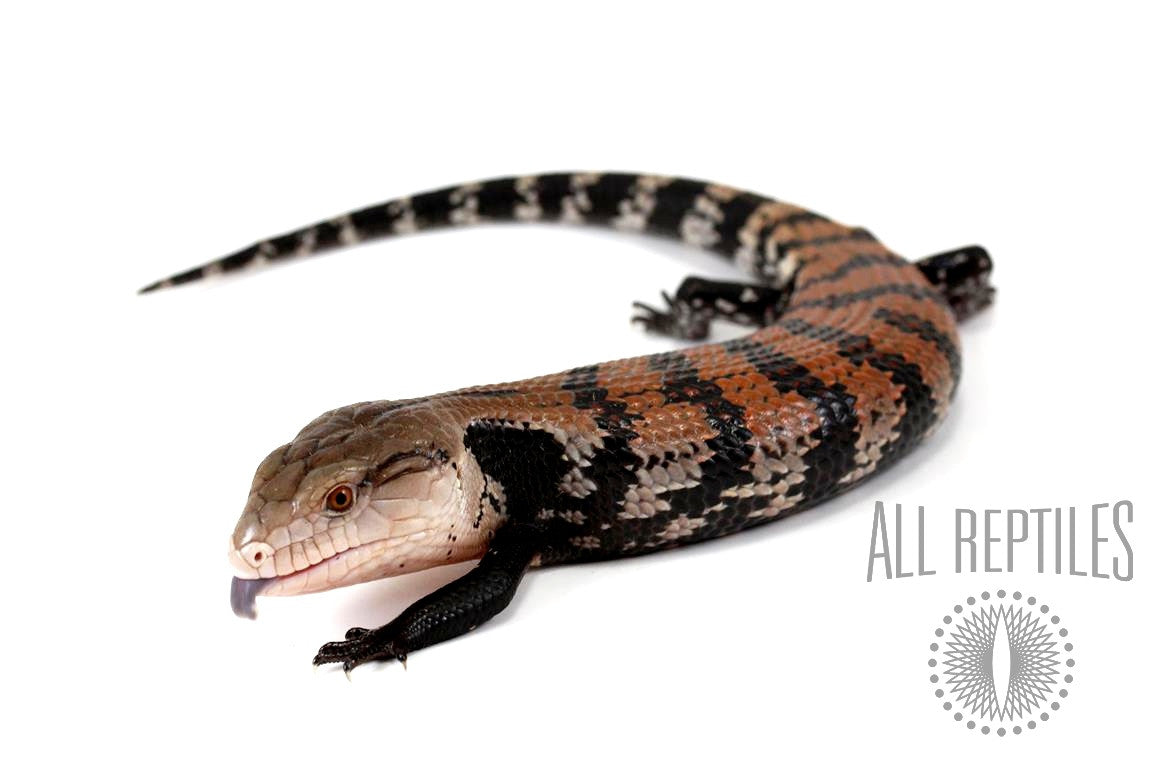 Reptiles/Others