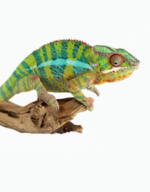 Reptiles/Chameleons/Panther Chameleons