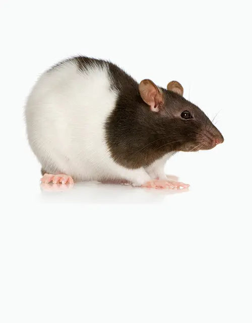 Feeders-Frozen-Rats All Reptiles