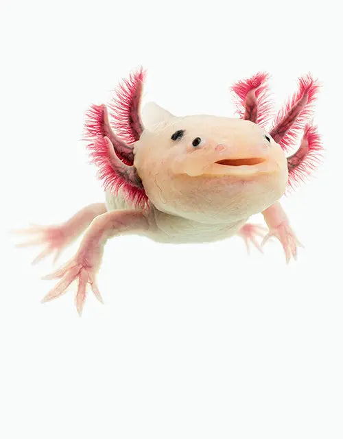 Amphibians-Salamanders-Newts-Archive All Reptiles