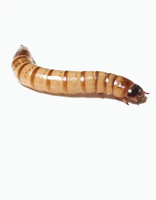 Feeders-Live-Superworms All Reptiles