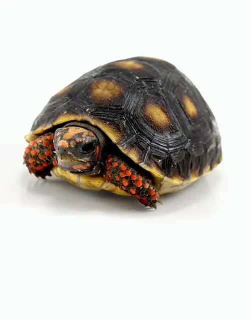 Tortoises-Archive All Reptiles