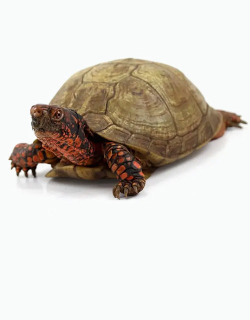 Reptiles/Turtles & Tortoises/Turtles Archive All Reptiles