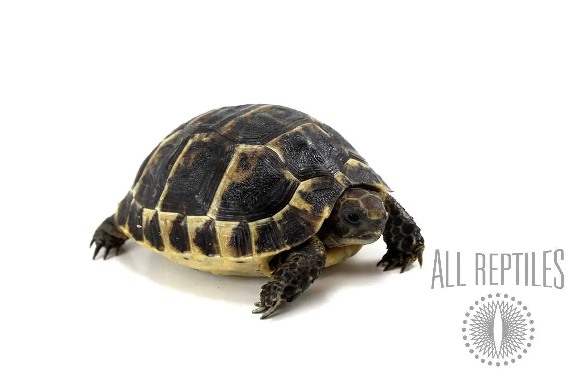 Reptiles-Turtles-Tortoises-Archive All Reptiles