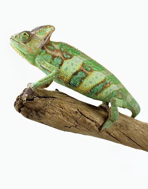 Reptiles-Chameleons-Veiled-Chameleons-Archive All Reptiles