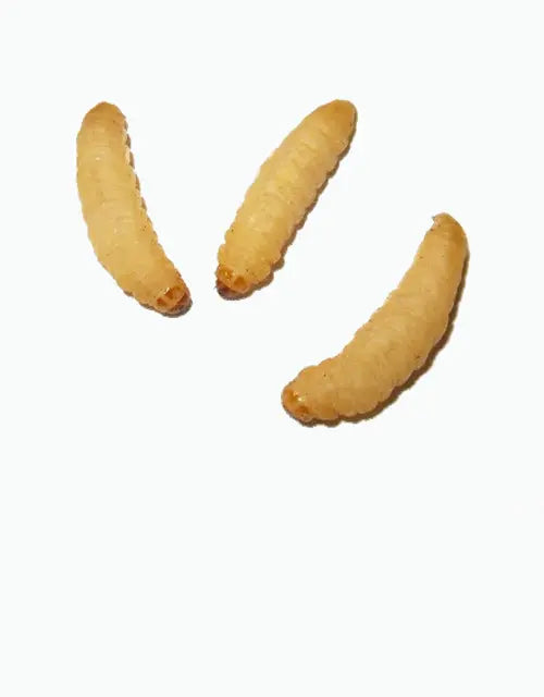 Feeders-Live-Wax-Worms All Reptiles