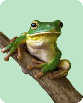 Amphibians All Reptiles