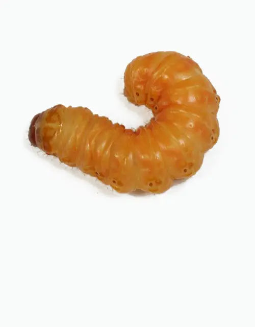 Feeders-Live-Butter-Worms All Reptiles