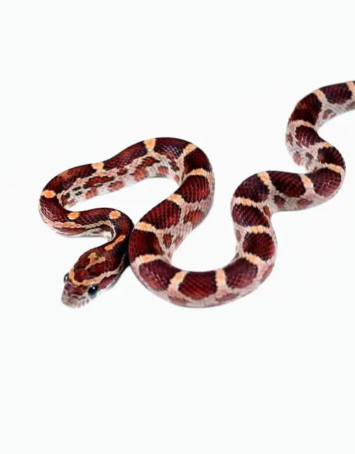 Corn-Snakes-Archive All Reptiles