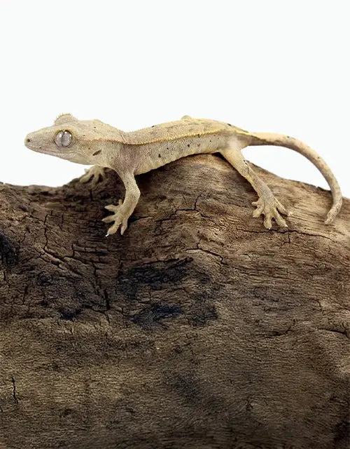 Reptiles-Geckos-Crested-Geckos All Reptiles