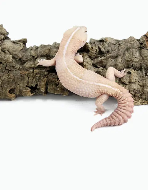 Reptiles-Geckos-Fat-Tail-Geckos-Archive All Reptiles