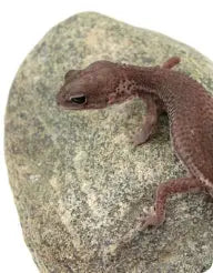 Reptiles-Geckos-Fat-Tail-Geckos All Reptiles