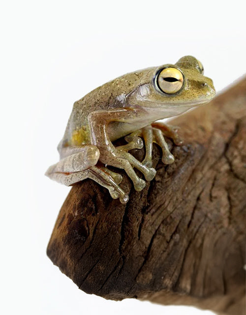 Amphibians/Frogs & Toads All Reptiles