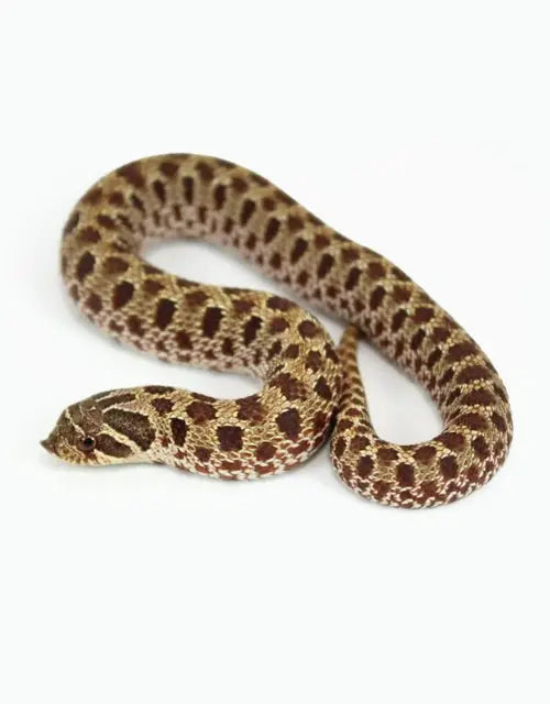 Hognose-Snakes-Archive All Reptiles