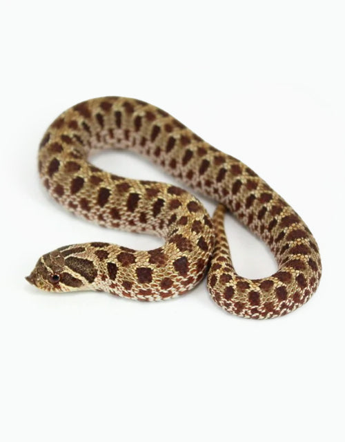 Hognose Snakes Archive All Reptiles