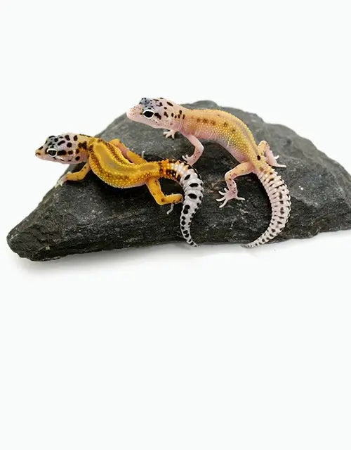 Reptiles-Geckos-Leopard-Geckos-Archive All Reptiles