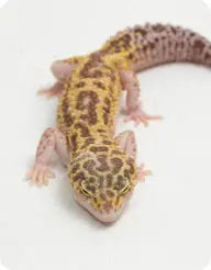 Leopard-Fat-Tail-Geckos-Archive All Reptiles