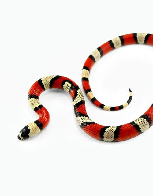 Milk-Kingsnakes All Reptiles