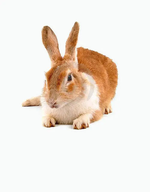 Feeders-Frozen-Rabbits All Reptiles