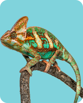 Reptiles