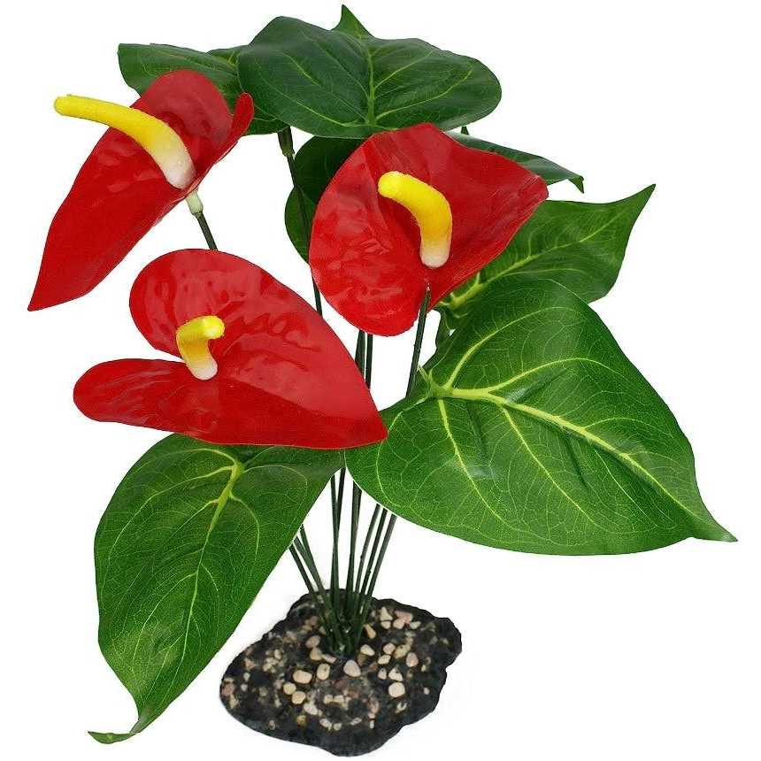 Komodo Anthurium Plant