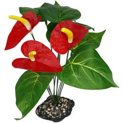 Komodo Anthurium Plant