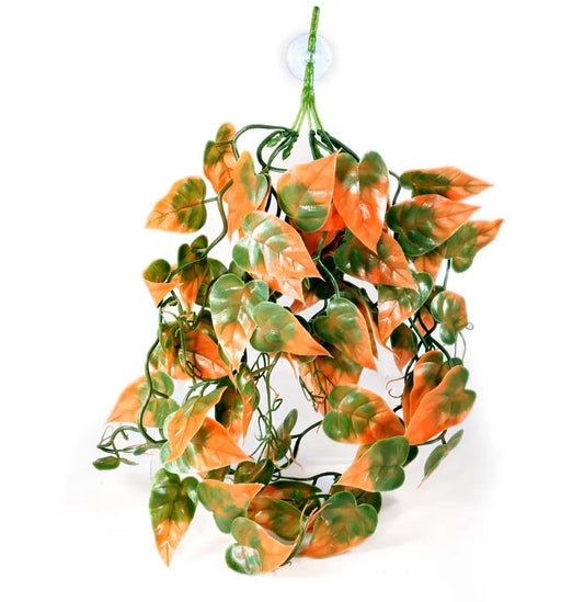 Pangea Orange Plant