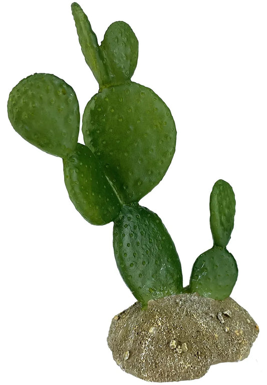 Komodo Prickly Pear